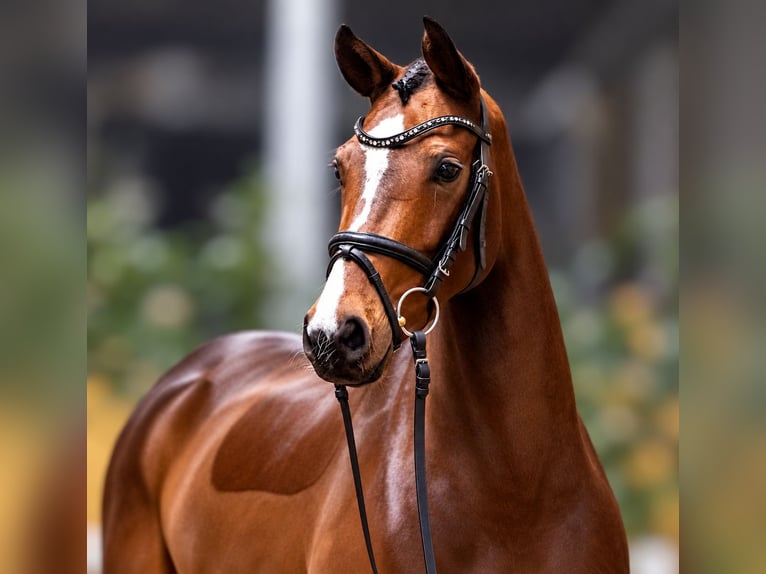 Hanoverian Mare 8 years 16 hh Brown in Rosdorf