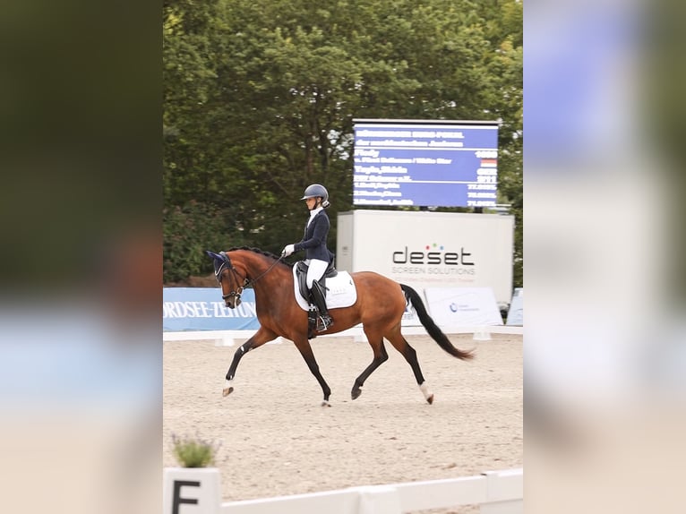Hanoverian Mare 8 years 16 hh Brown in Rosdorf