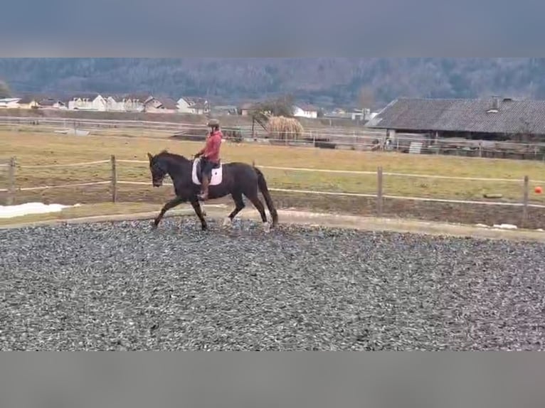 Hanoverian Mare 8 years 16 hh Brown in Klagenfurt,