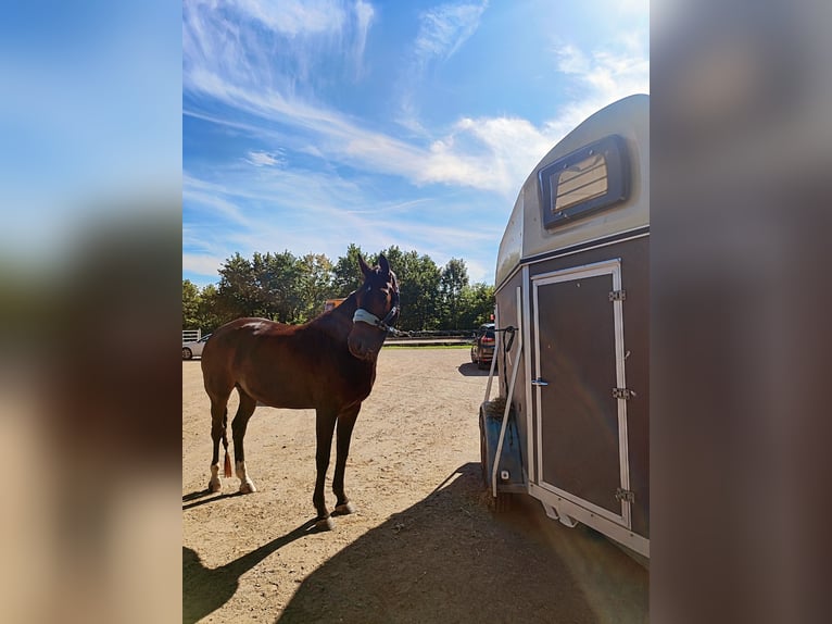 Hanoverian Mare 8 years 16 hh Brown in Klagenfurt,