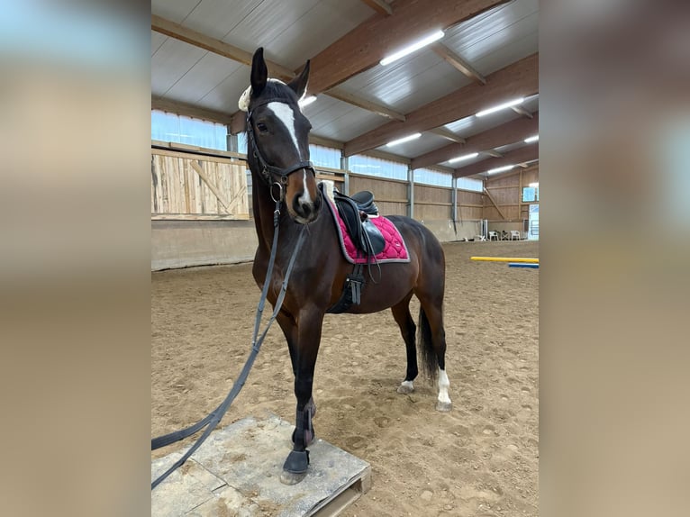 Hanoverian Mare 8 years 16 hh Brown in Rottenburg an der Laaber