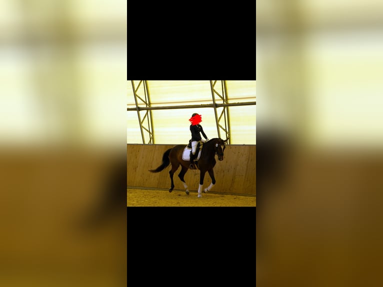 Hanoverian Mare 8 years 16 hh Brown in Rottenburg an der Laaber