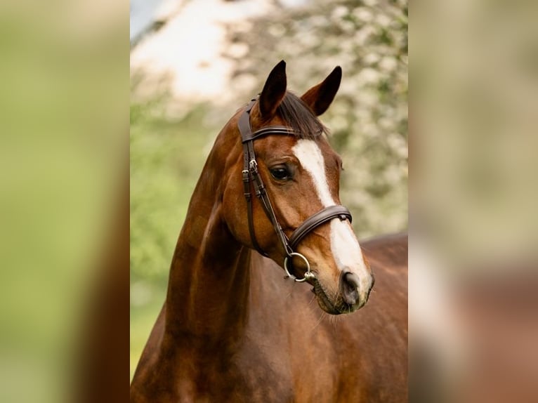 Hanoverian Mare 8 years 16 hh Brown in Heeslingen