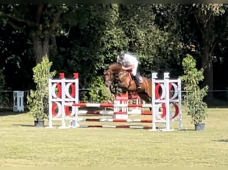 Hanoverian Mare 8 years 16 hh Brown in Sauldorf