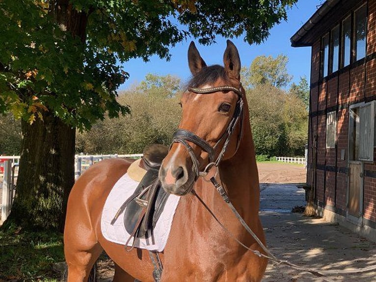 Hanoverian Mare 8 years 16 hh Brown in Verden (Aller)