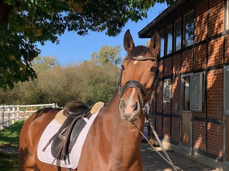 Hanoverian Mare 8 years 16 hh Brown in Verden (Aller)