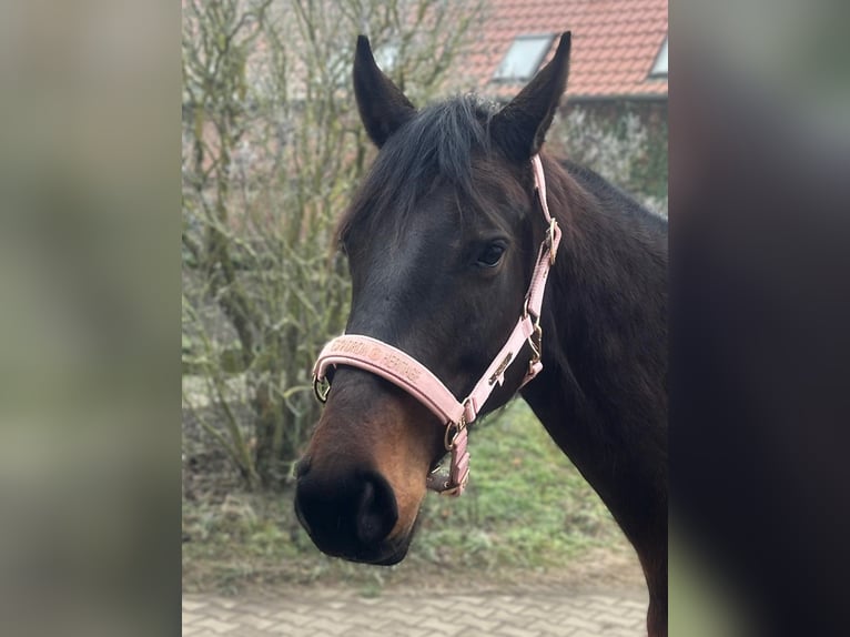 Hanoverian Mare 8 years 16 hh Brown in Neustadt (Dosse)