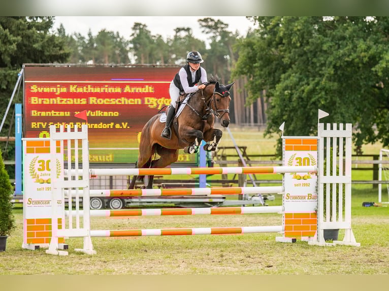 Hanoverian Mare 8 years 16 hh Brown in M&#xFC;hlenflie&#xDF;