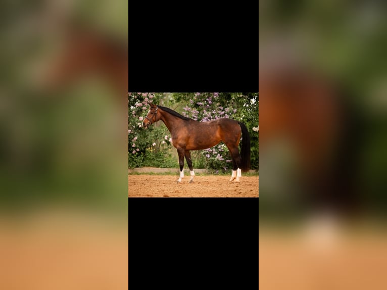 Hanoverian Mare 8 years 16 hh Brown in Schneverdingen