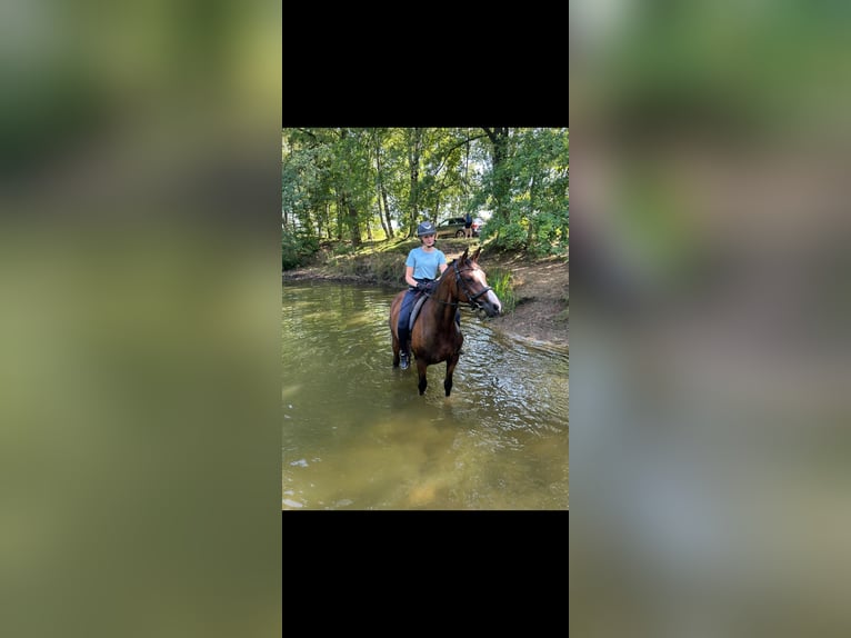 Hanoverian Mare 8 years 16 hh Brown in Schneverdingen