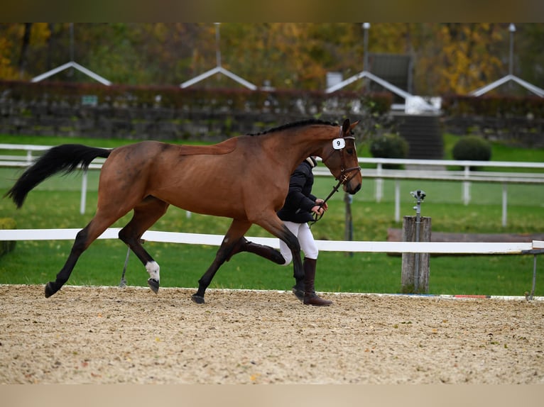 Hanoverian Mare 8 years 16 hh Brown in Kottwil
