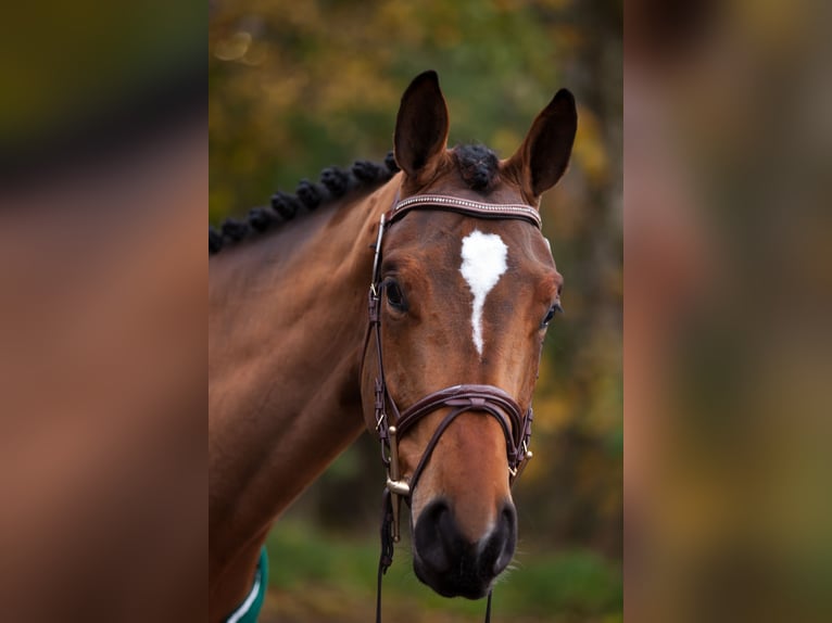 Hanoverian Mare 8 years 16 hh Brown in Kottwil