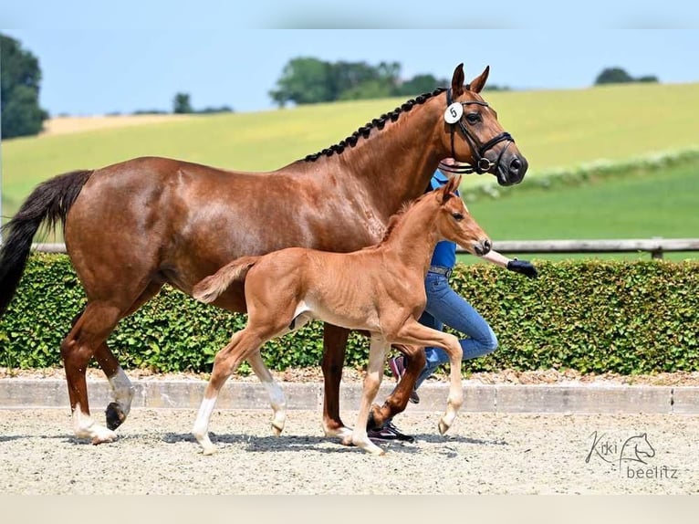 Hanoverian Mare 8 years 16 hh Chestnut in Bruchhausen-Vilsen