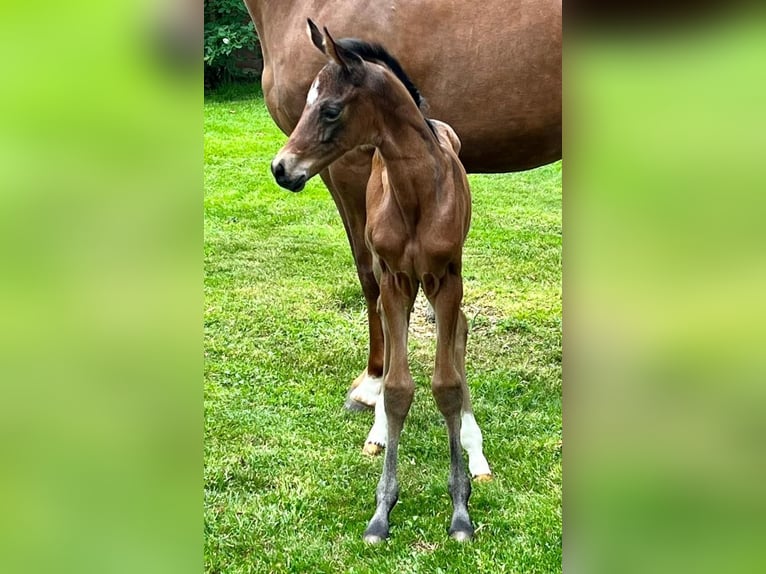 Hanoverian Mare 8 years 16 hh Chestnut in Bruchhausen-Vilsen