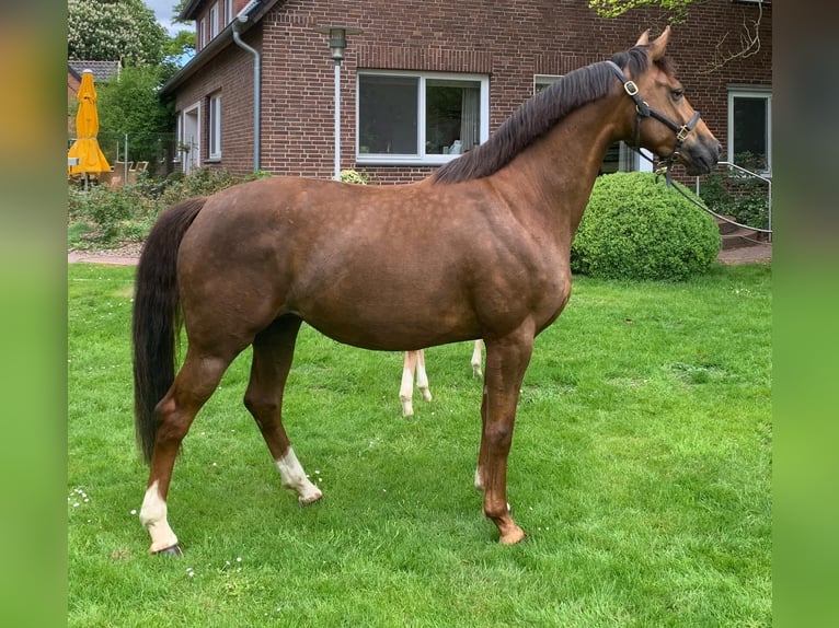 Hanoverian Mare 8 years 16 hh Chestnut in Bruchhausen-Vilsen