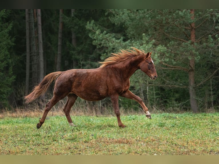 Hanoverian Mare 8 years 16 hh Chestnut in Augšdaugavas novads