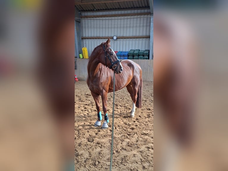 Hanoverian Mare 8 years 16 hh Chestnut in Garbsen