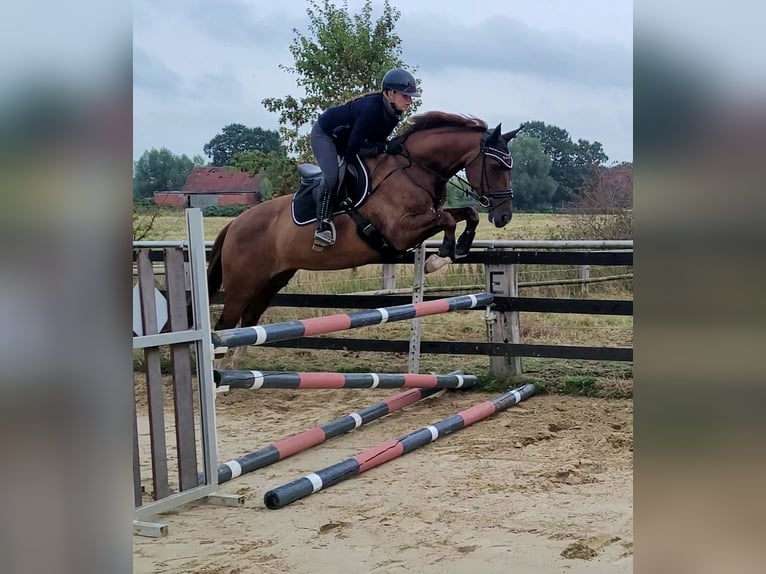 Hanoverian Mare 8 years 16 hh Chestnut in Selm