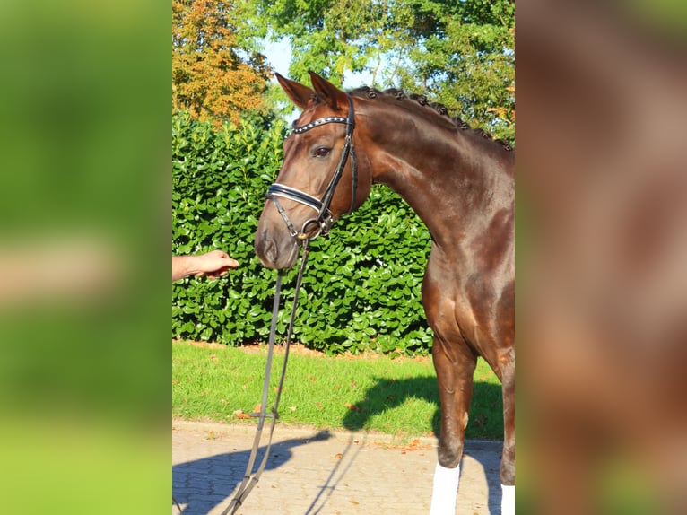 Hanoverian Mare 8 years 16 hh Chestnut in Selsingen