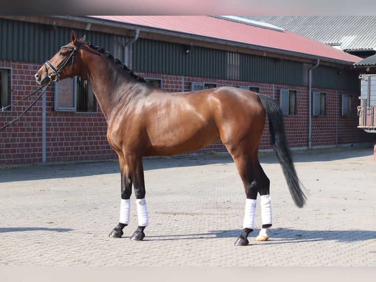 Hanoverian Mare 8 years 16 hh Chestnut in Selsingen
