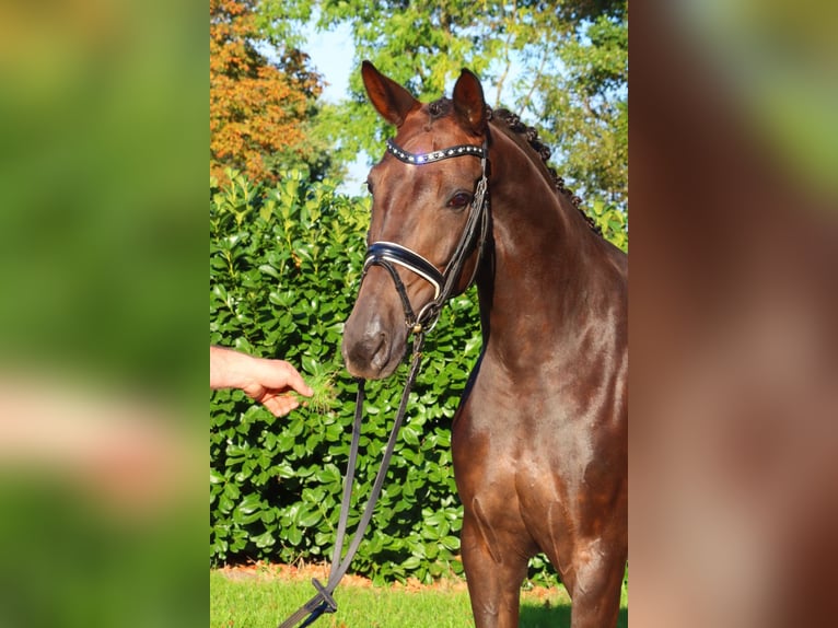 Hanoverian Mare 8 years 16 hh Chestnut in Selsingen