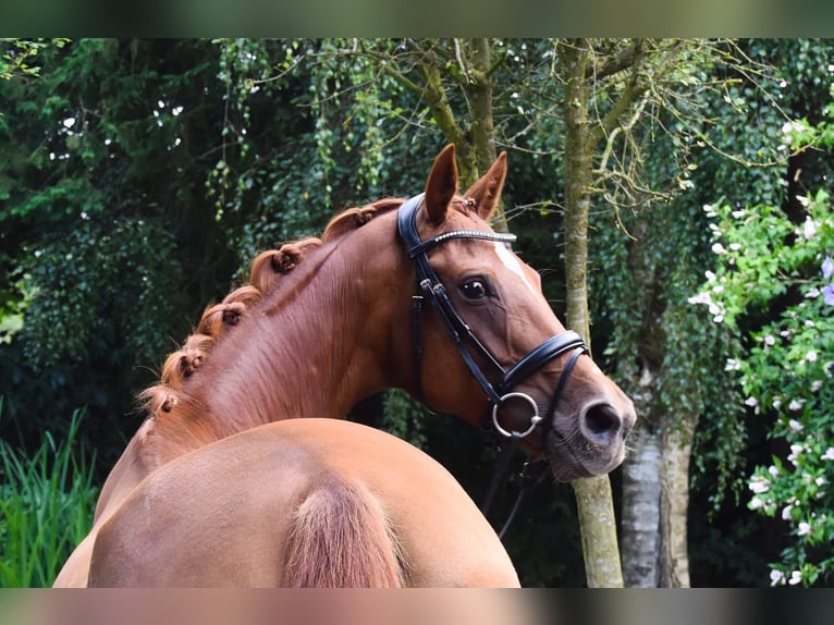 Hanoverian Mare 8 years 16 hh Chestnut in Westerstede