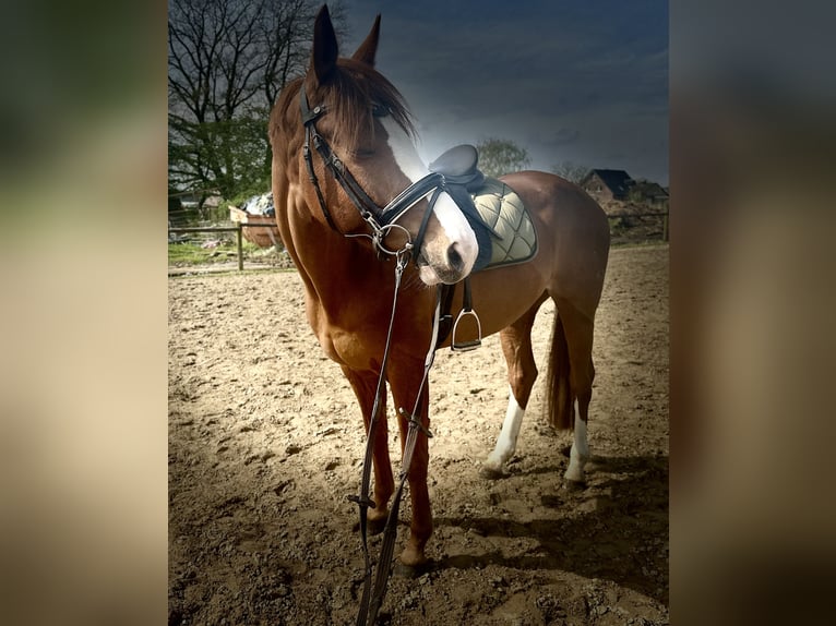 Hanoverian Mare 8 years 16 hh Chestnut in Weeze