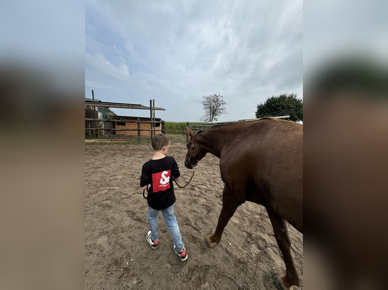 Hanoverian Mare 8 years 16 hh Chestnut in Gnarrenburg