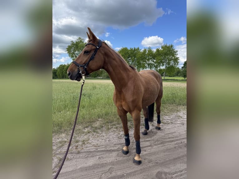 Hanoverian Mare 8 years 16 hh Chestnut in Gnarrenburg