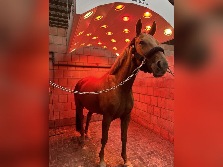 Hanoverian Mare 8 years 16 hh Chestnut in Gnarrenburg