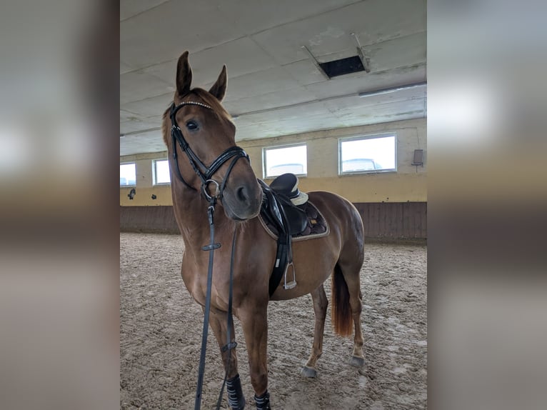 Hanoverian Mare 8 years 16 hh Chestnut-Red in Oberkrämer