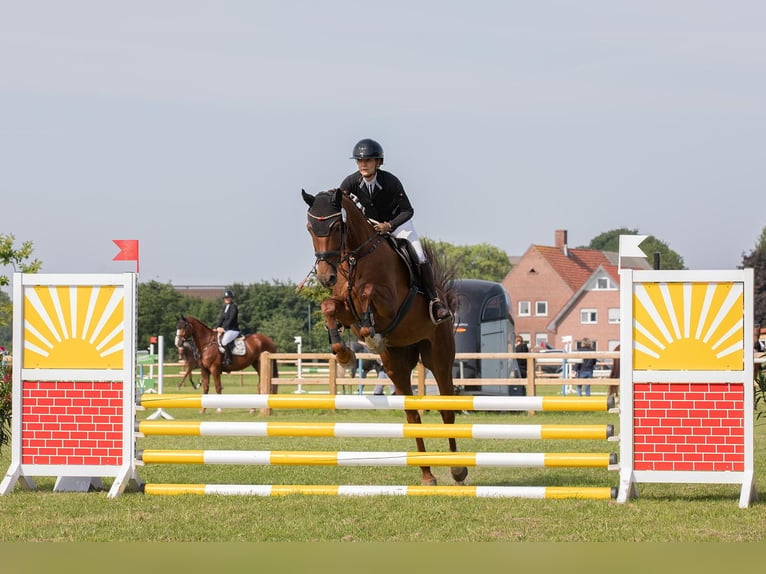 Hanoverian Mare 8 years 16 hh Chestnut-Red in Telgte