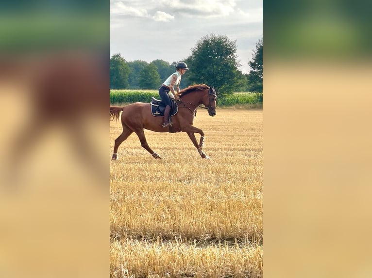 Hanoverian Mare 8 years 16 hh Chestnut-Red in Telgte