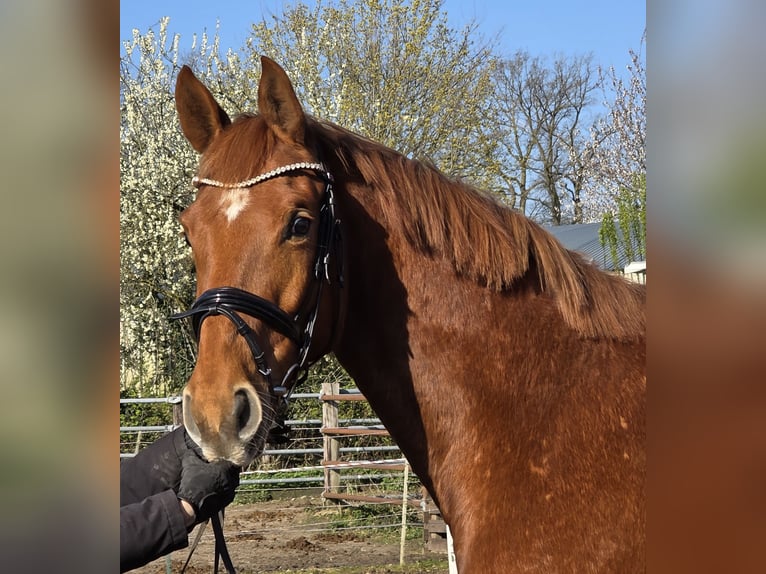 Hanoverian Mare 8 years 16 hh Chestnut-Red in Wachtendonk