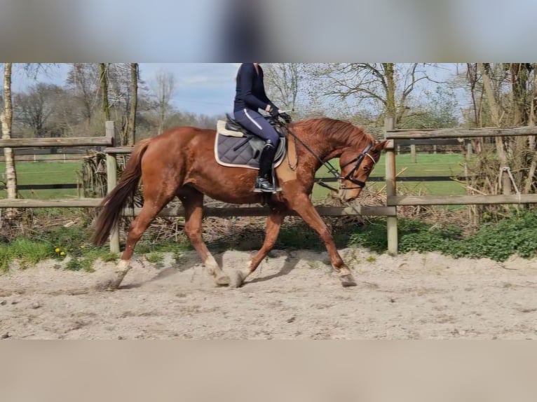 Hanoverian Mare 8 years 16 hh Chestnut-Red in Wachtendonk