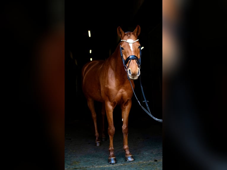 Hanoverian Mare 8 years 16 hh Chestnut-Red in Dassel