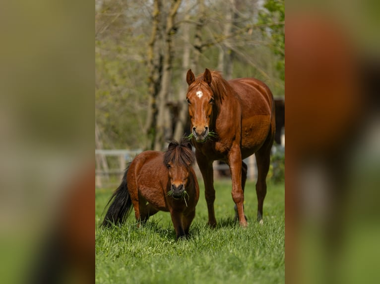 Hanoverian Mare 8 years 16 hh Chestnut-Red in Gütersloh