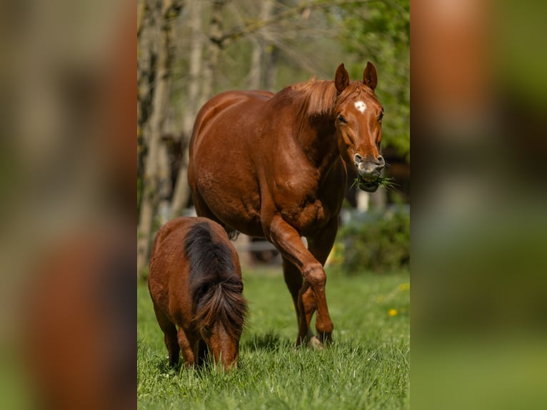 Hanoverian Mare 8 years 16 hh Chestnut-Red in Gütersloh