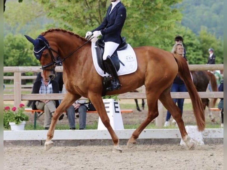 Hanoverian Mare 8 years 16 hh Chestnut-Red in Saerbeck