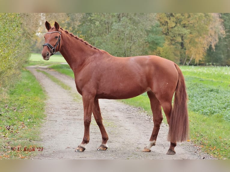 Hanoverian Mare 8 years 16 hh Chestnut-Red in Saerbeck