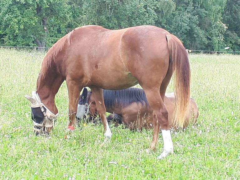 Hanoverian Mare 8 years 16 hh Chestnut-Red in Winterlingen