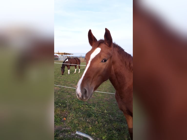 Hanoverian Mare 8 years 16 hh Chestnut-Red in Winterlingen