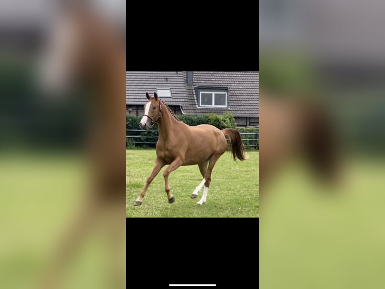 Hanoverian Mare 8 years 16 hh Chestnut-Red in Wald-Michelbach