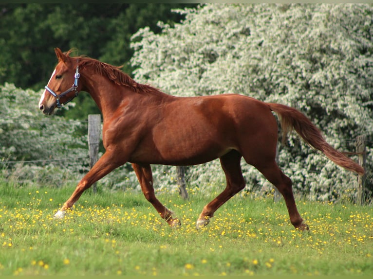 Hanoverian Mare 8 years 16 hh Chestnut-Red in Loxstedt
