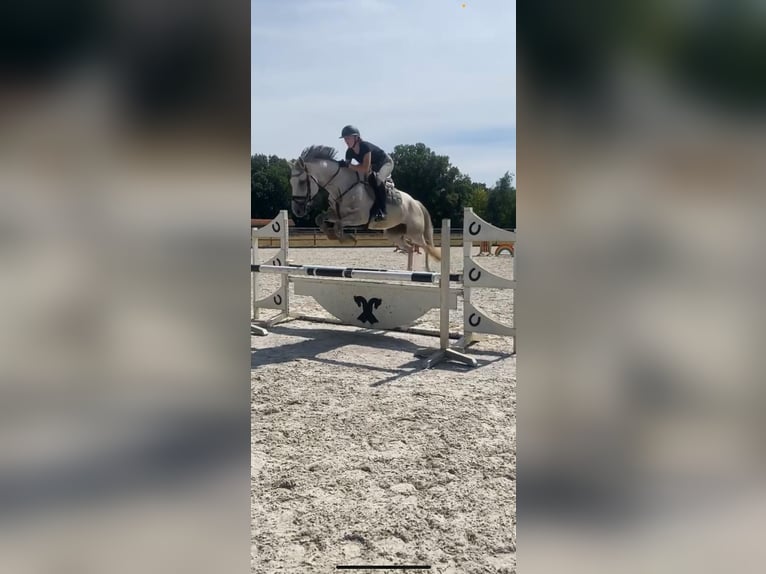 Hanoverian Mare 8 years 16 hh Gray in Neuruppin