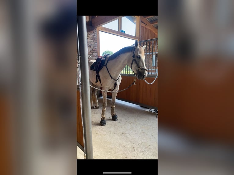 Hanoverian Mare 8 years 16 hh Gray in Neuruppin