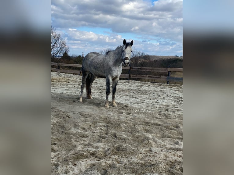 Hanoverian Mare 8 years 16 hh Gray in Güssing