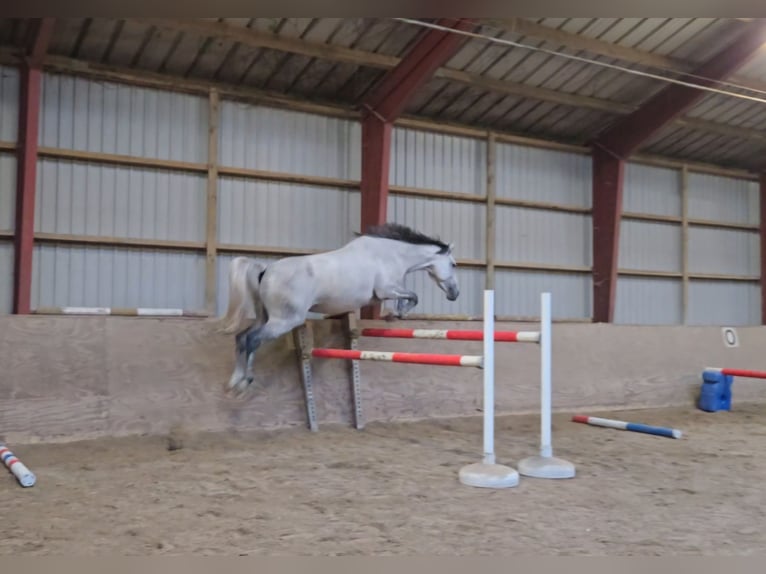 Hanoverian Mare 8 years 16 hh Grey-Fleabitten in Norderstedt