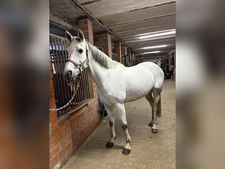 Hanoverian Mare 8 years 16 hh Grey in Porta Westfalica