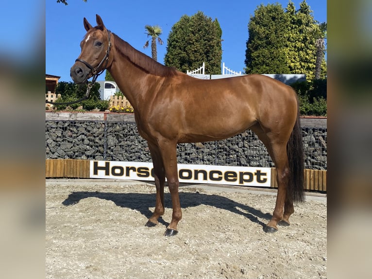 Hanoverian Mare 8 years 16 hh in Wipperfürth